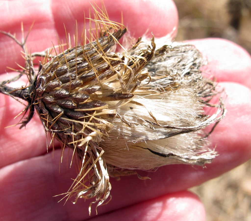 Achene with hairs