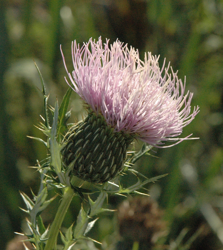 Flower detail