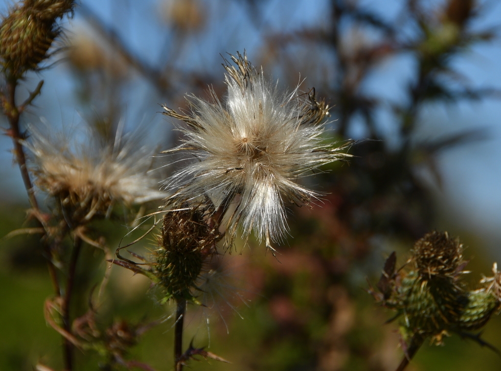 Hairs on achene