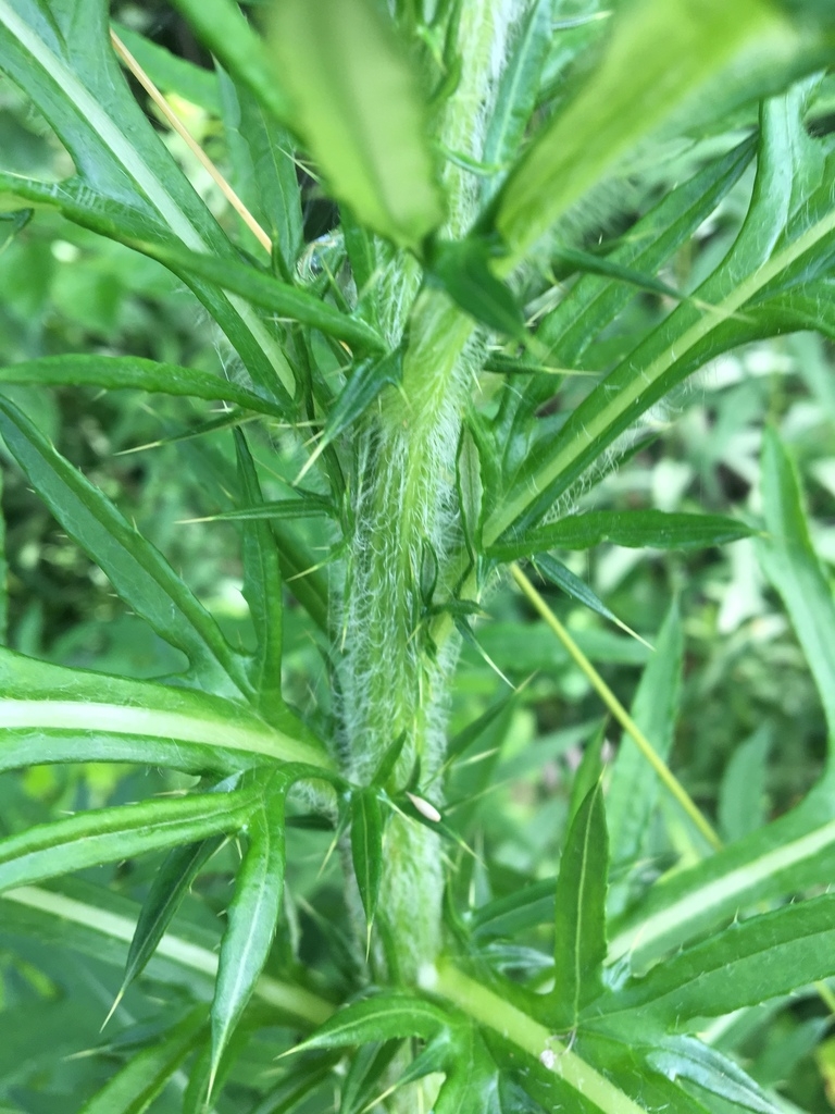 Hairy stem