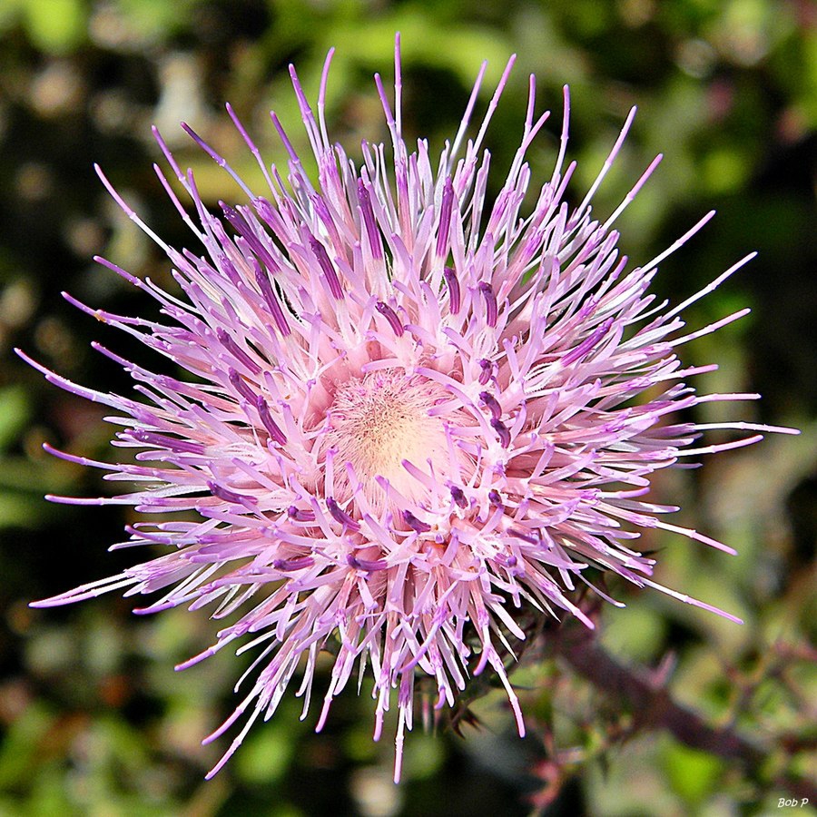 Cirsium horridulum