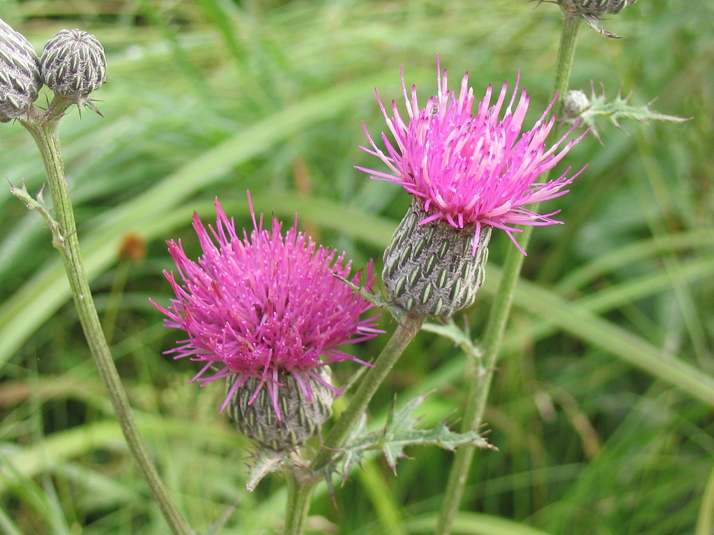 Cirsium muticum