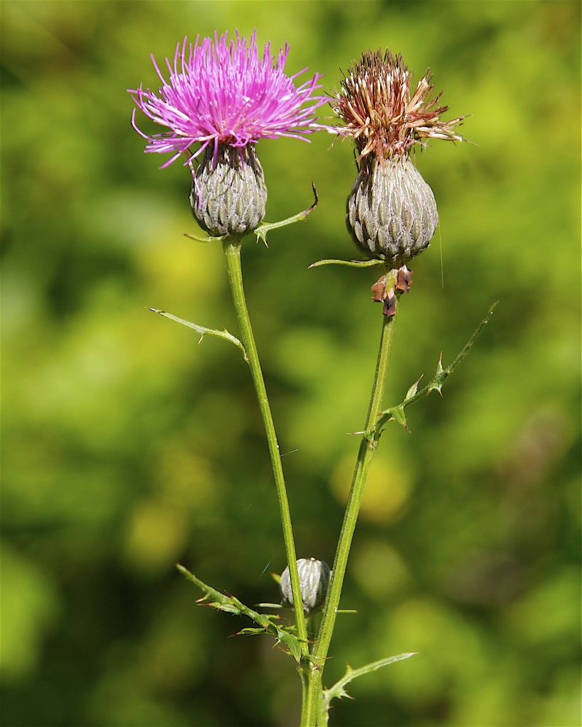 Cirsium muticum