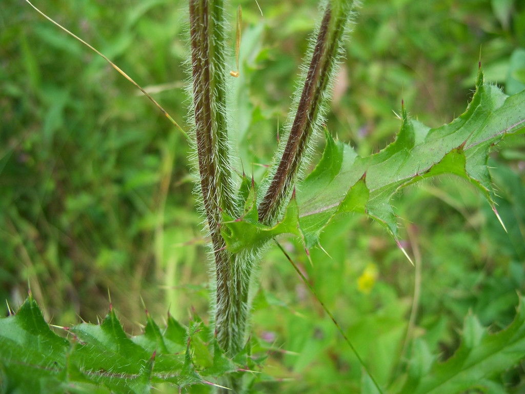 Stem