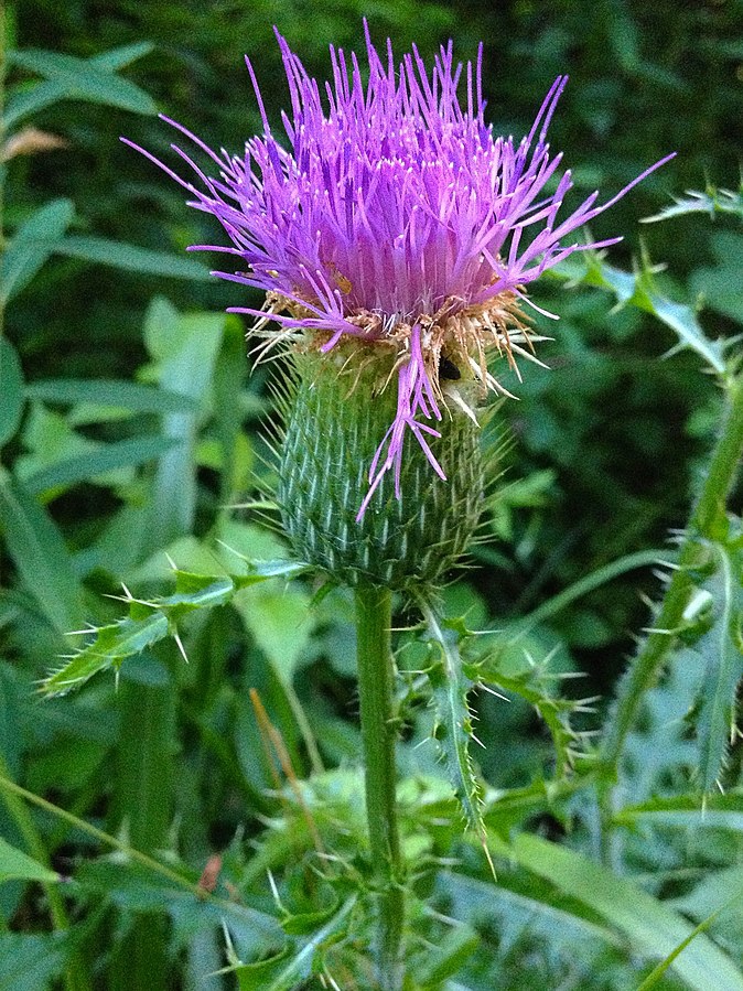 Cirsium pumilum