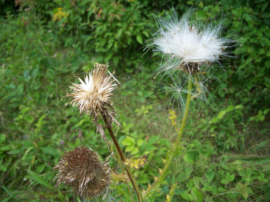 Fruit