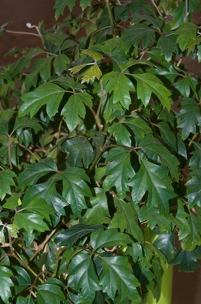 Cissus antarctica