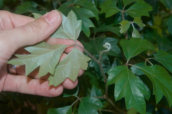 Cissus antarctica