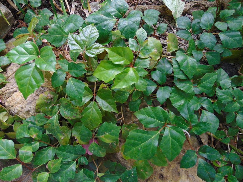 leaves