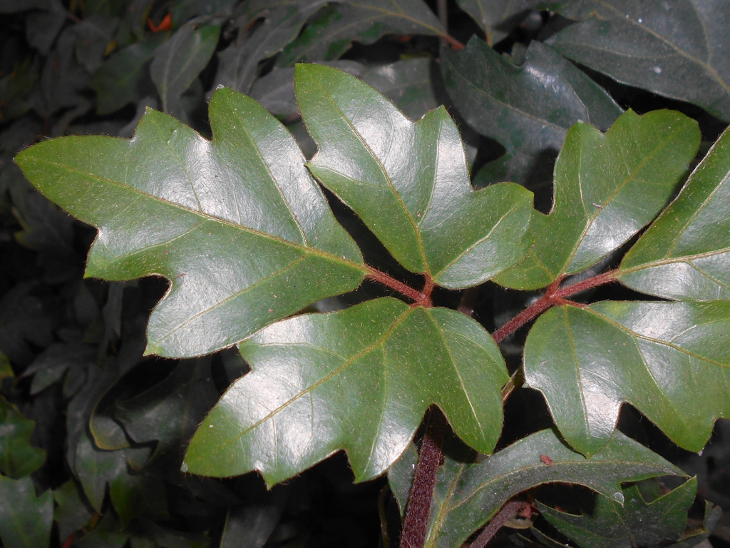 leaves