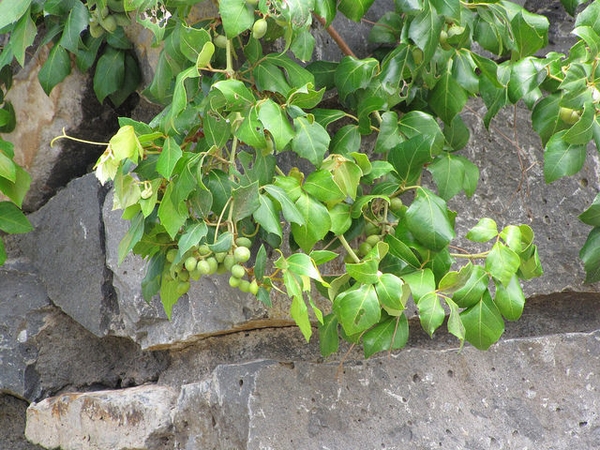 Cissus rhombifolia 