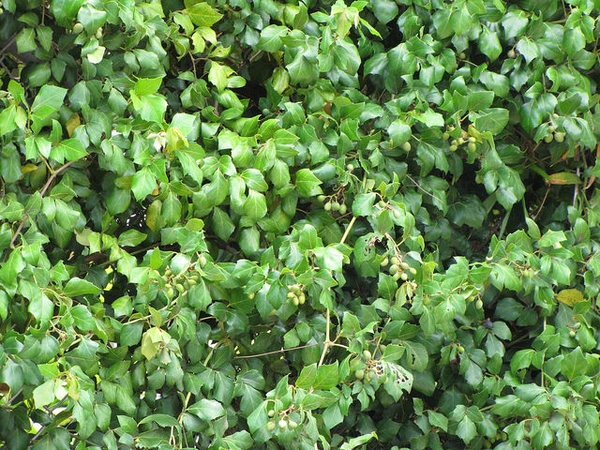 Cissus rhombifolia 