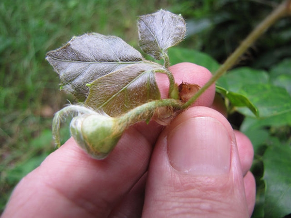 Cissus rhombifolia young leaf