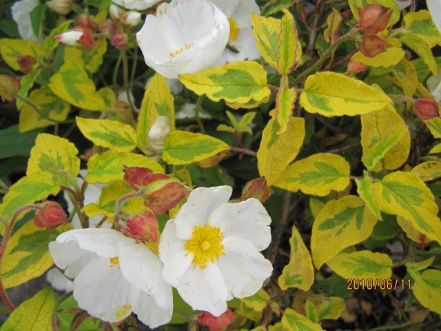 White cup-shaped flower and variegated leaves