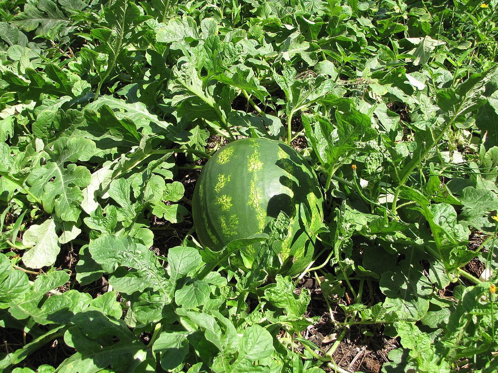 Form with fruits