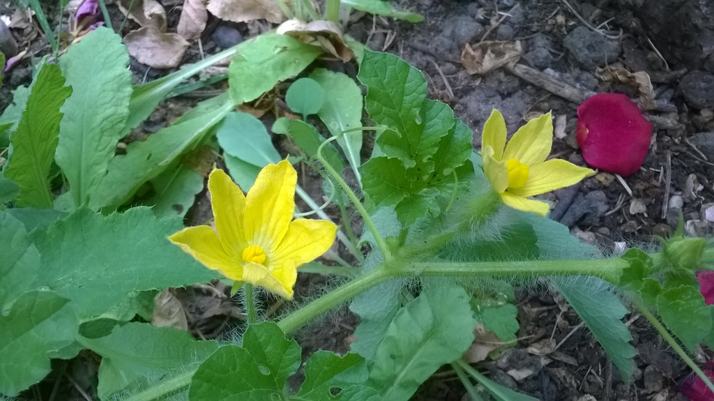 Leaves, stem and flowers