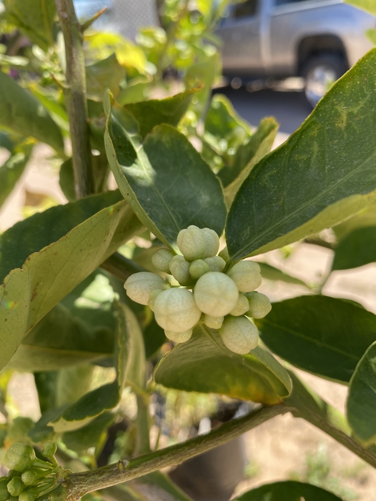 Blossom - March - NC