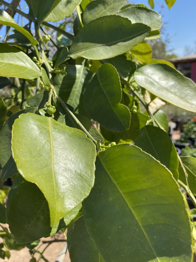 Leaves - March - NC