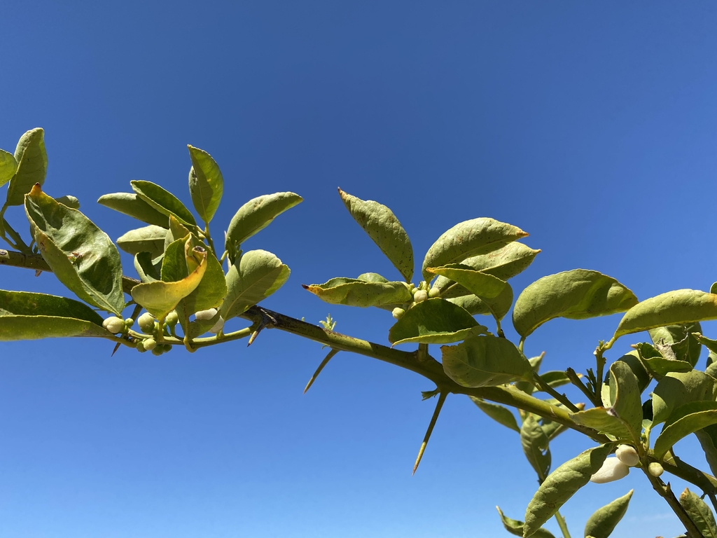 Thorns - March - NC