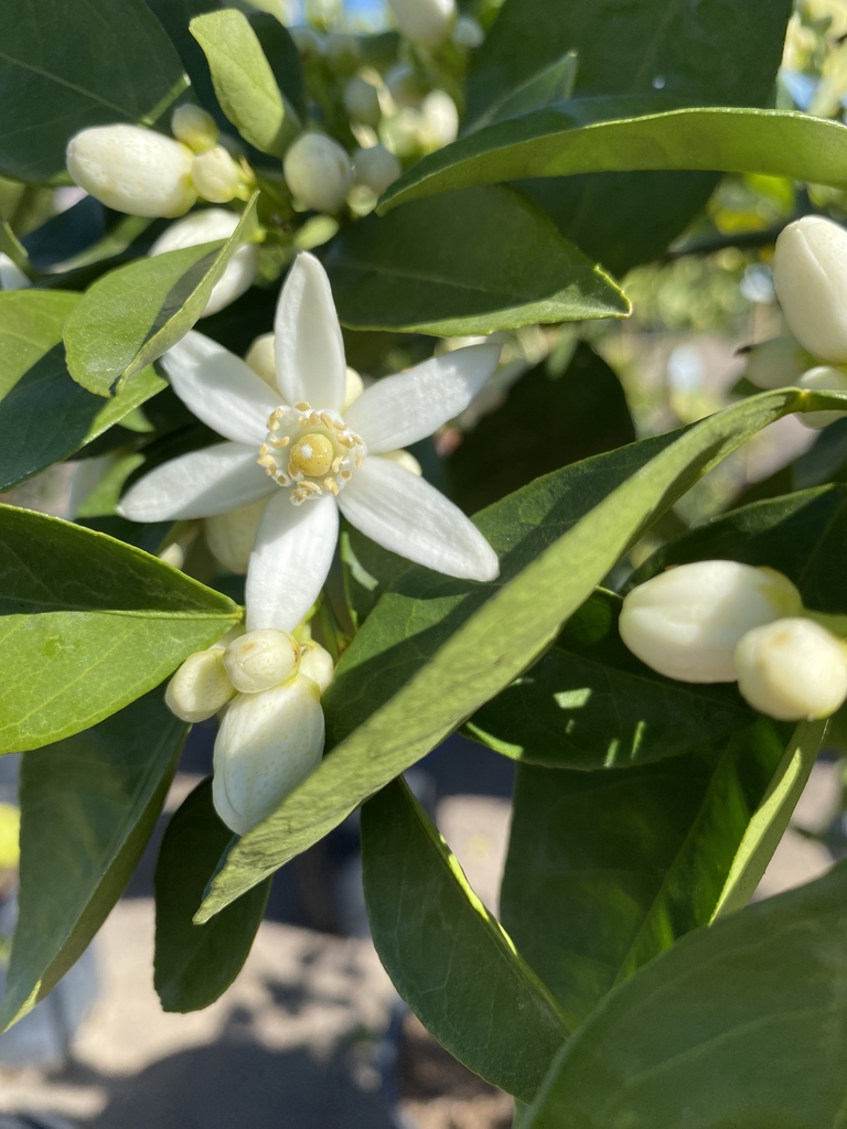 Blossom - March - NC