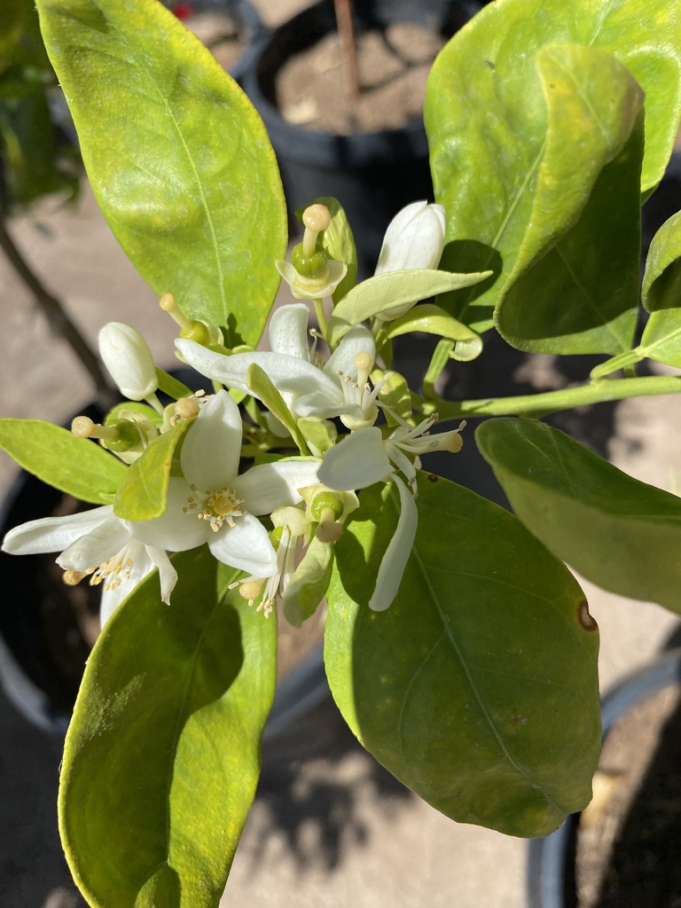 Early Fruit - March - NC