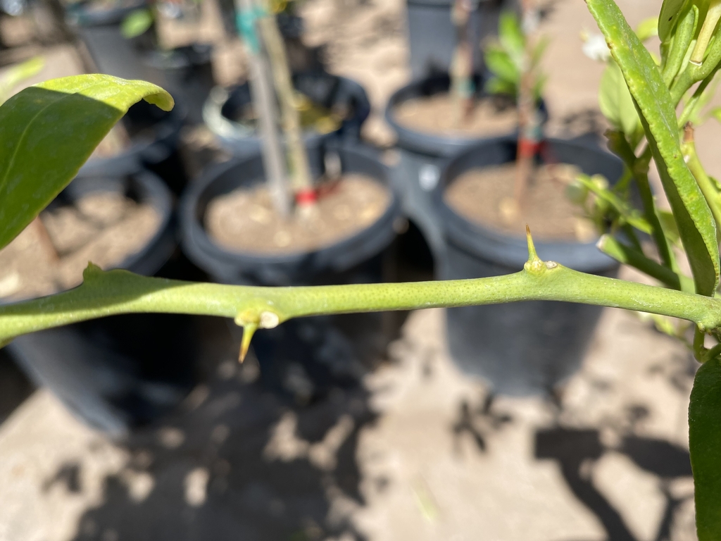 Thorns - March - NC