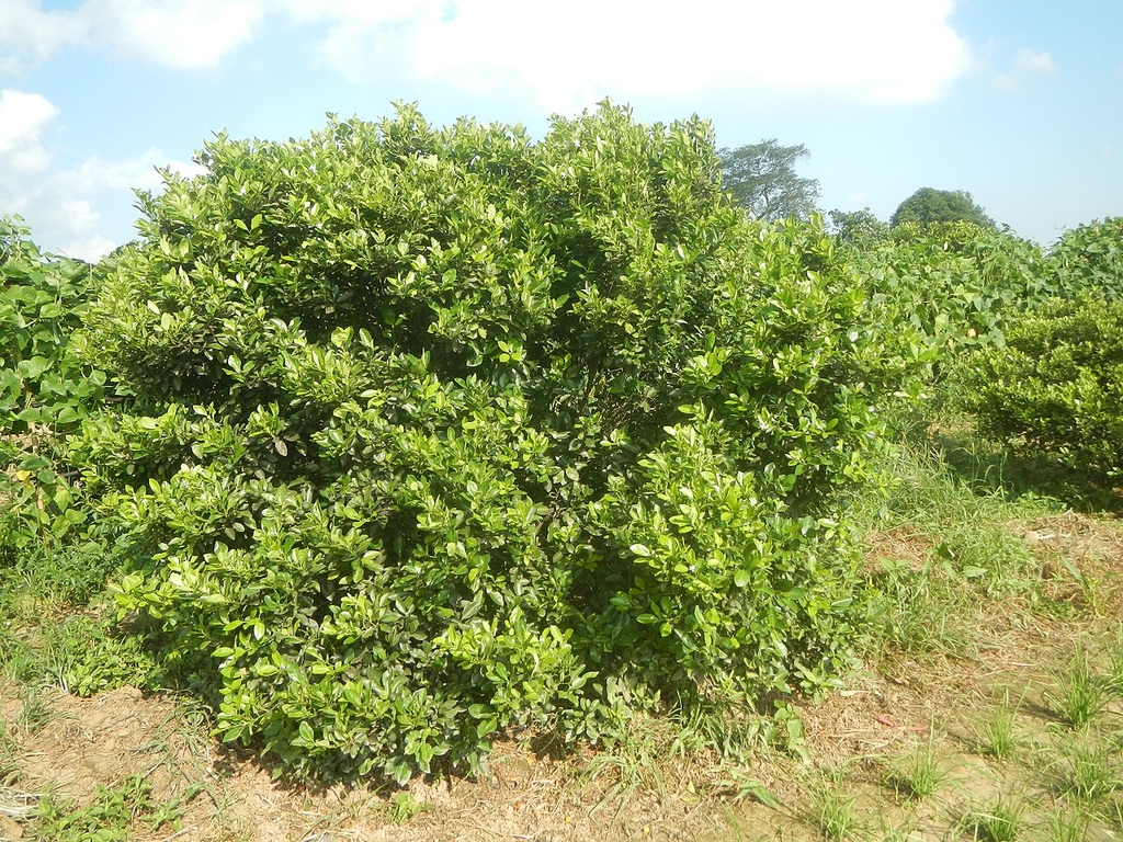 Form of a large shrubby tree