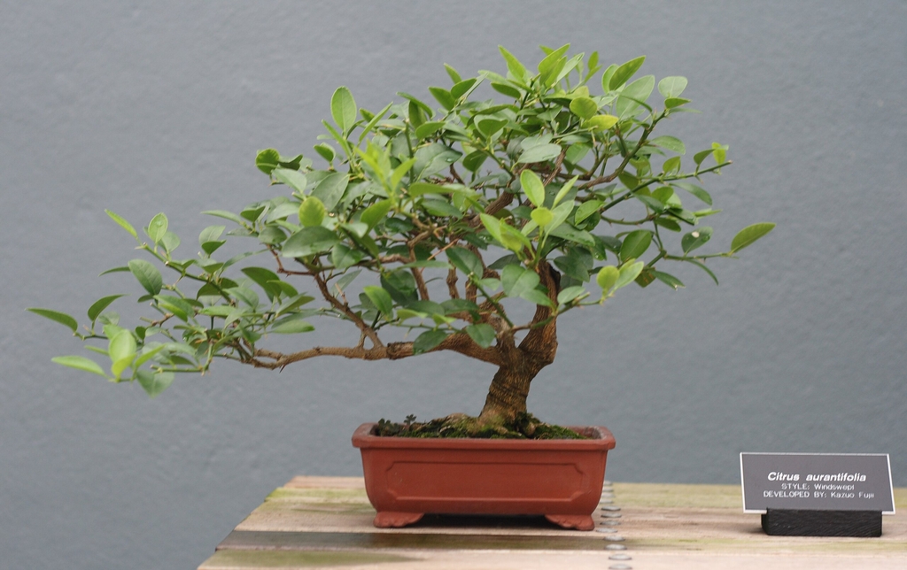 Tree grown as a bonsai