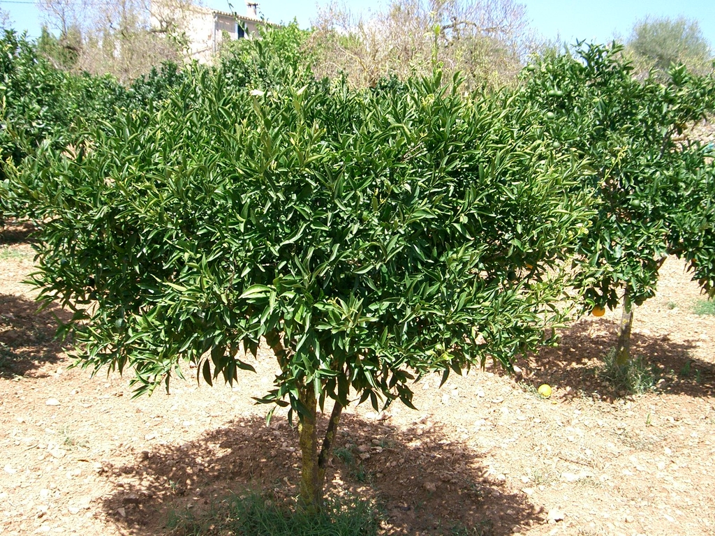 Form of a mature ercect tree