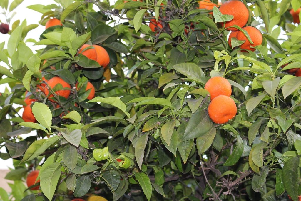 Green leaves with orange round fruits