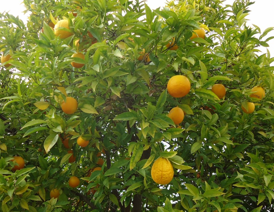 Orange fruits and green leaves with entire margins