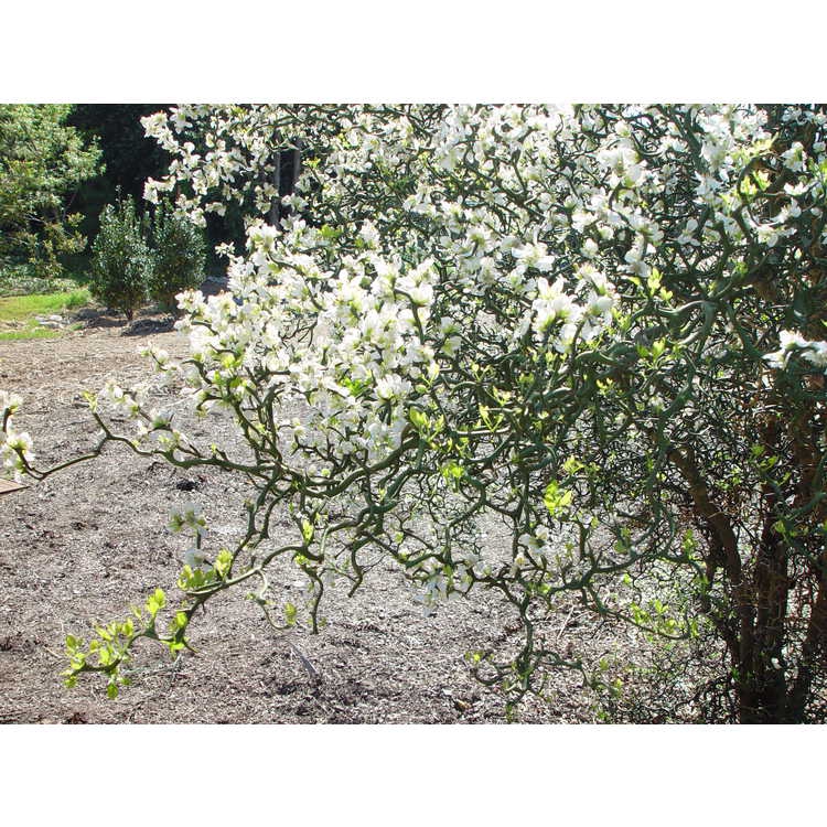 Spring form