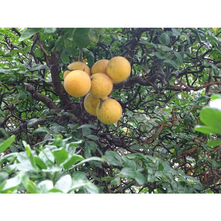 Mature fruits