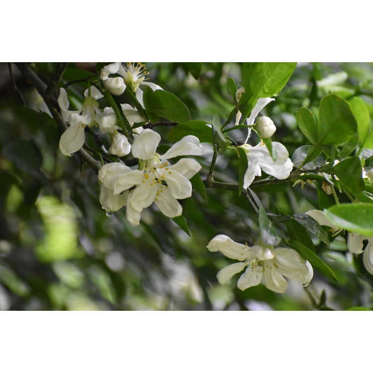 Spring flowers