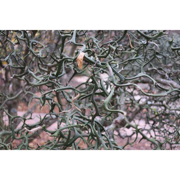 Branches with spines