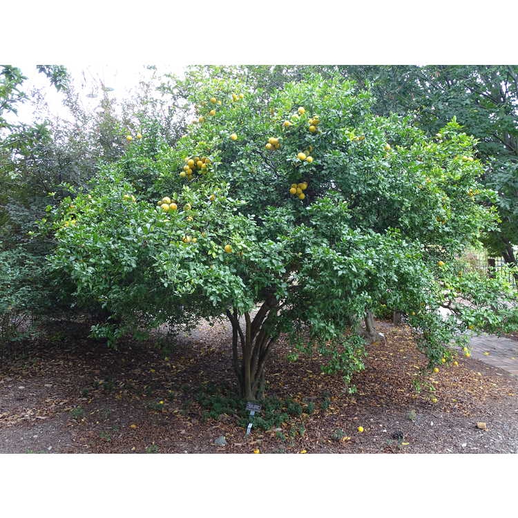 Fall form