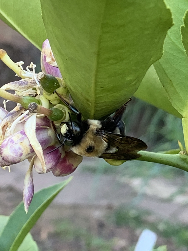 Bee "sleeping" near flower in the evening
