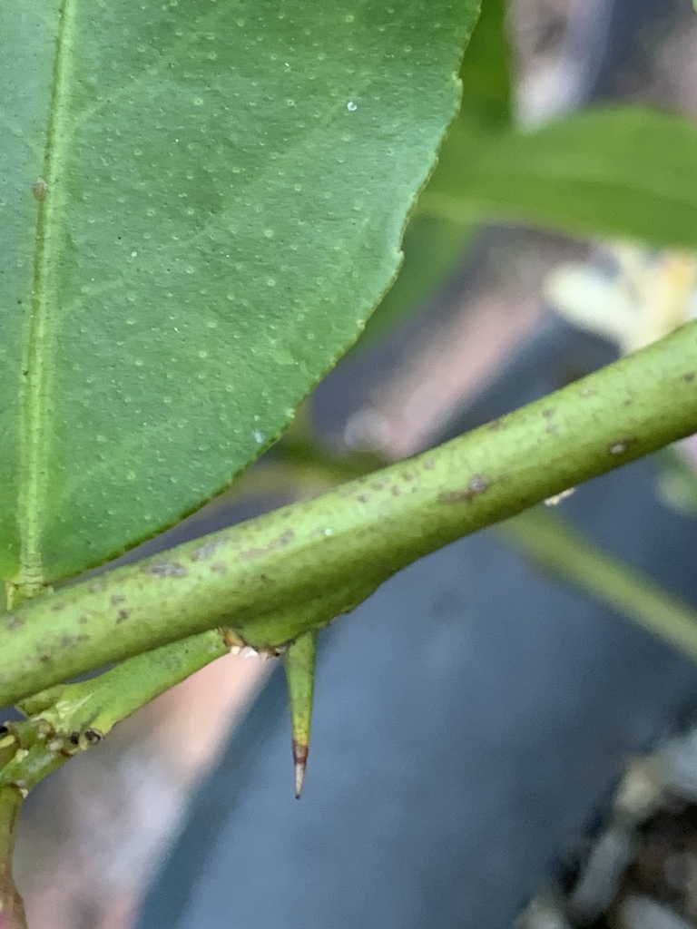 Stem with spines