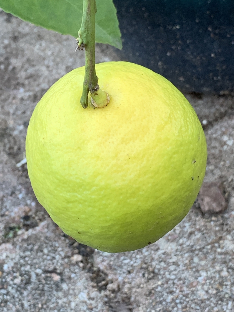 Ripening fruits