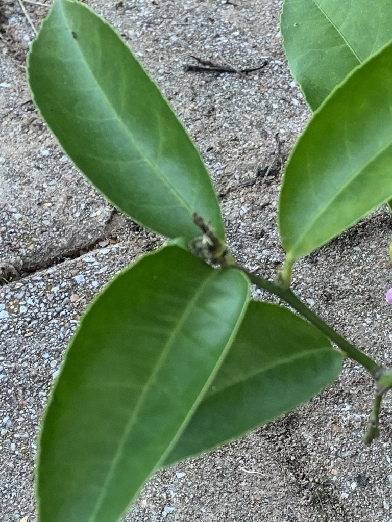 Leaves