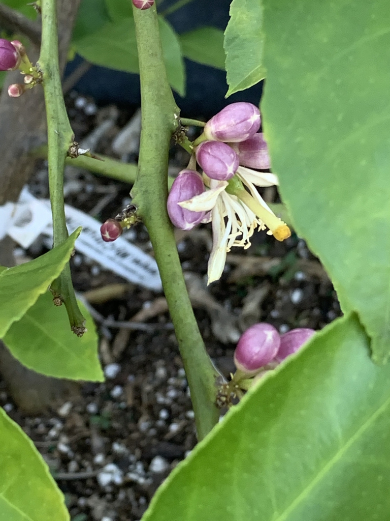 Stem
