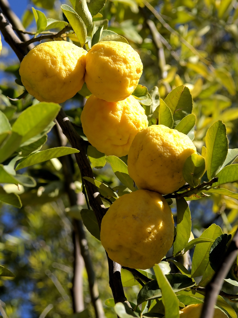 yellow lemon fruits