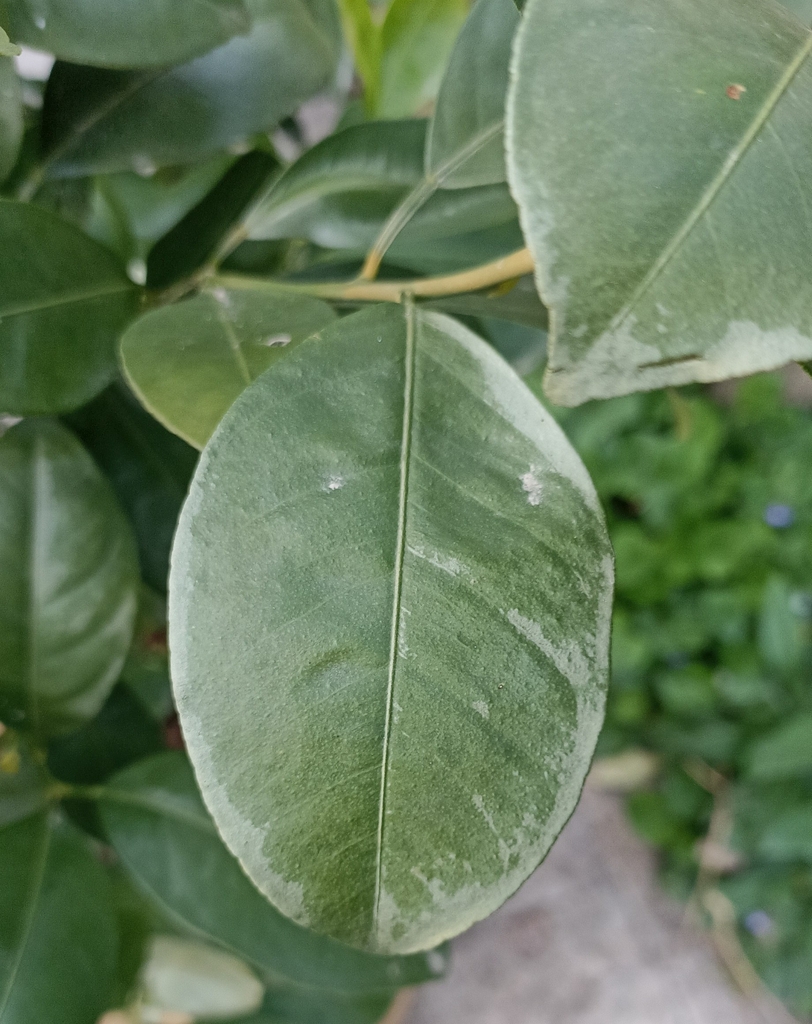 Closeup of green oval leaf