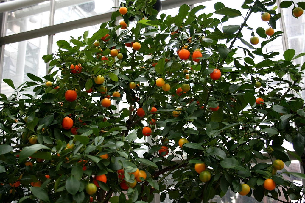 Bushy tree with orange fruits in various stages of maturity