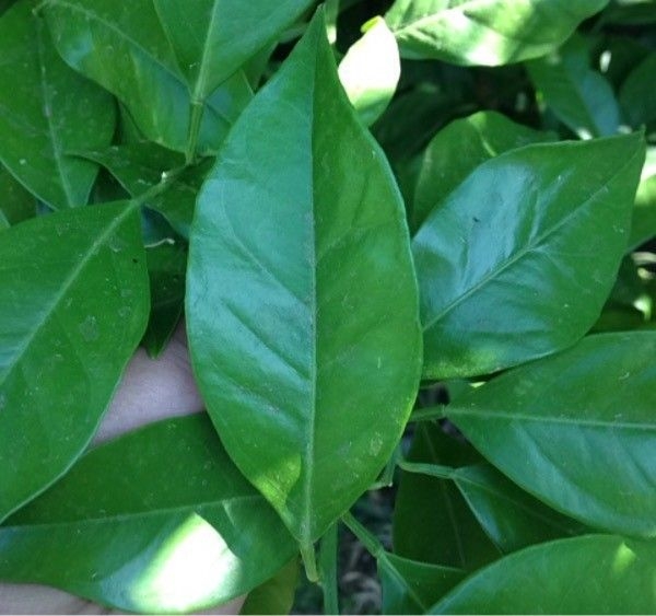 Green leaf closeup