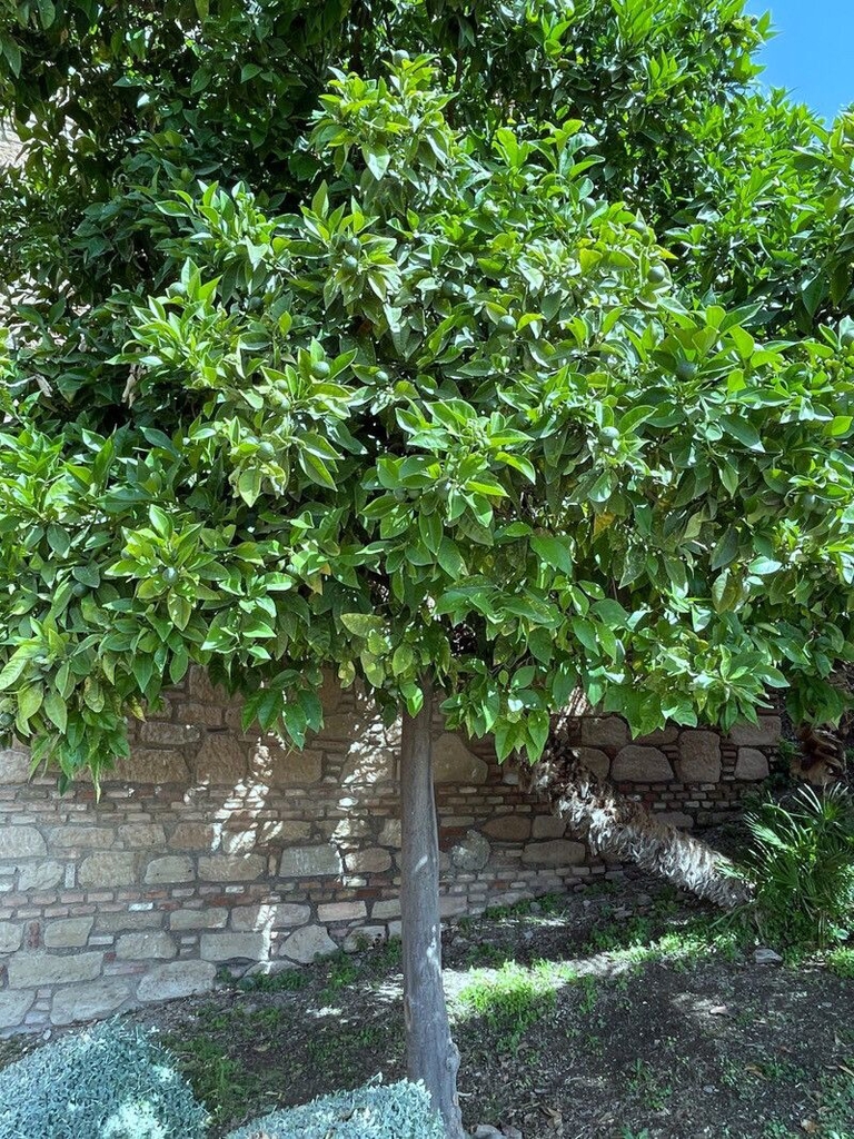 Tree form