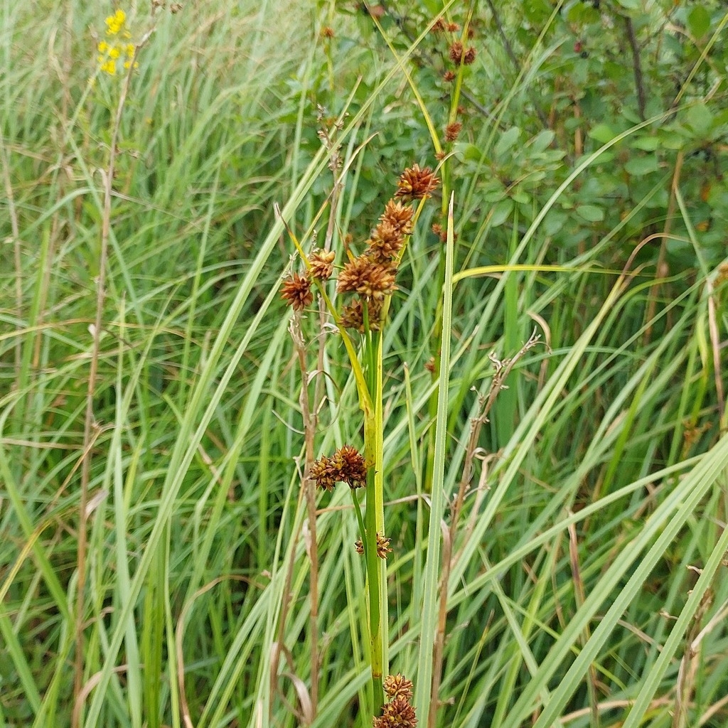 Form