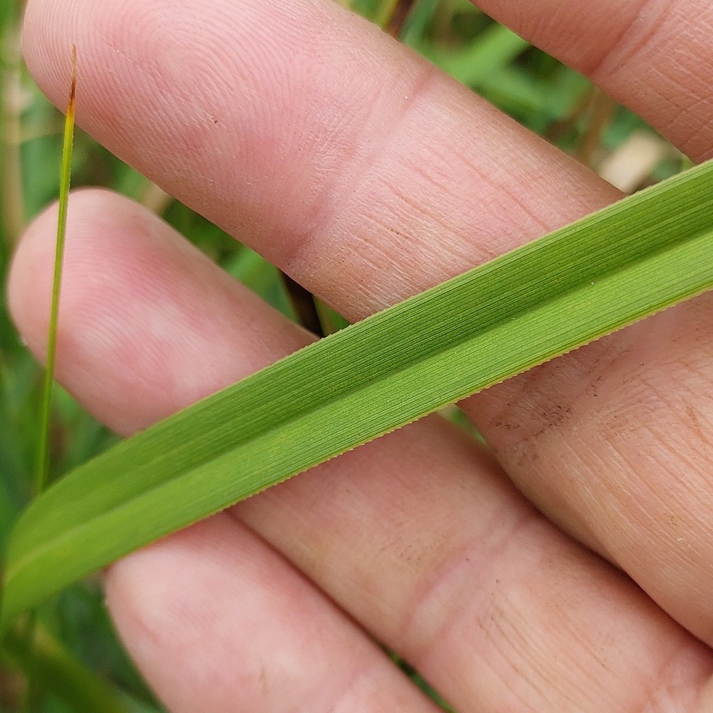Leaf detail