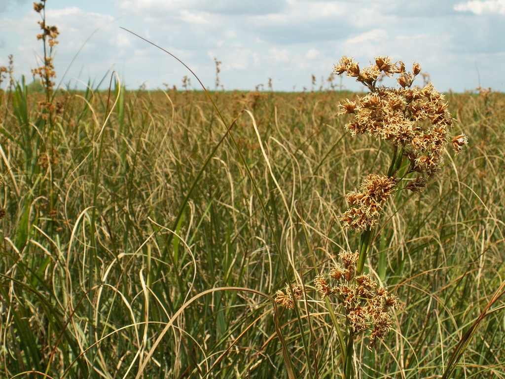 Native habitat