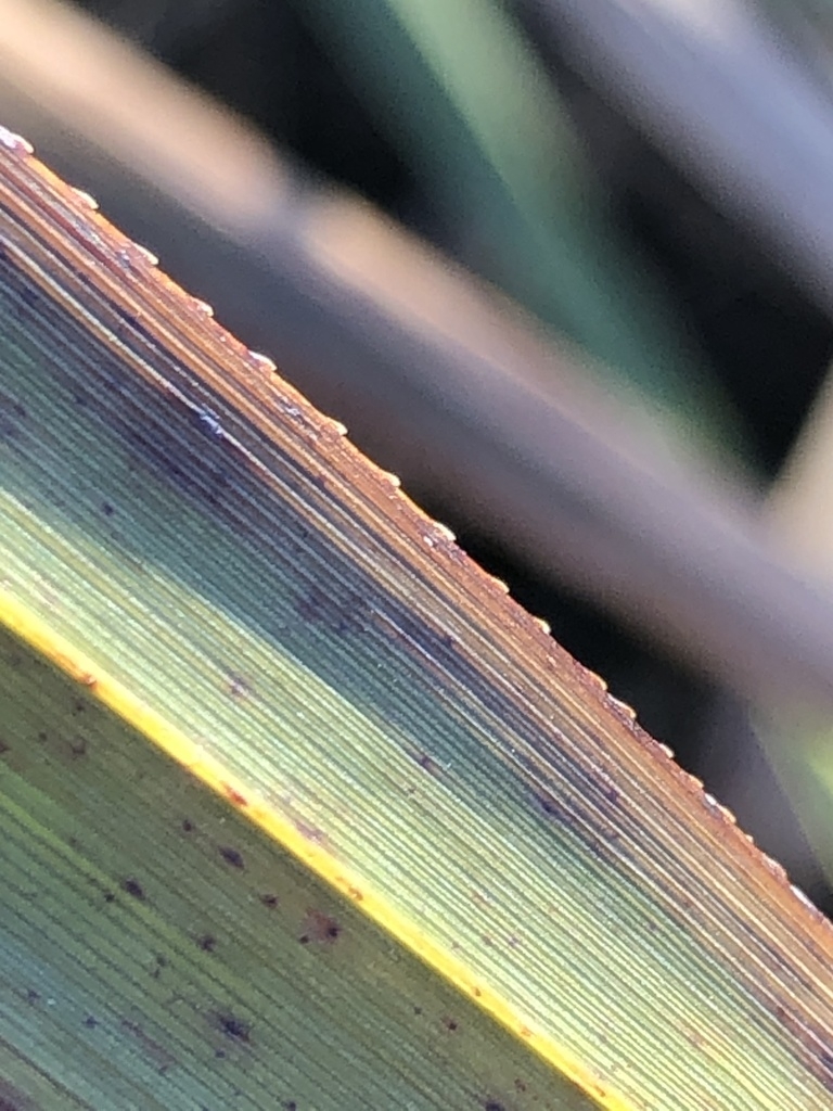 Scabrous margin of leaf